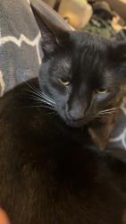 Lost Male Cat last seen Jerger st, Sandy, OR 97055
