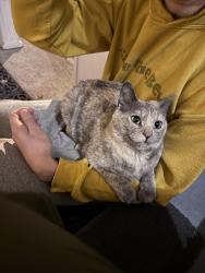 Found/Stray Female Cat last seen MCAD , Minneapolis, MN 55408