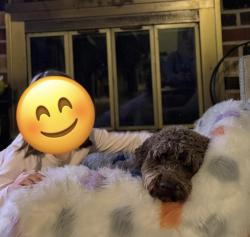 Lost Male Dog last seen Near Elmart court , Richmond, VA 23235