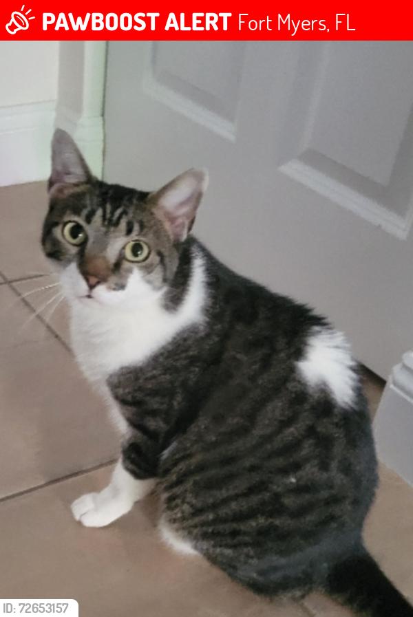 Lost Male Cat last seen Near Caloosa Yacht Club, College/McGregor area, Fort Myers, FL 33919