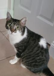 Lost Male Cat last seen Near Caloosa Yacht Club, College/McGregor area, Fort Myers, FL 33919