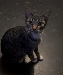 Lost Female Cat last seen daisy ave street, Long Beach, CA 90806