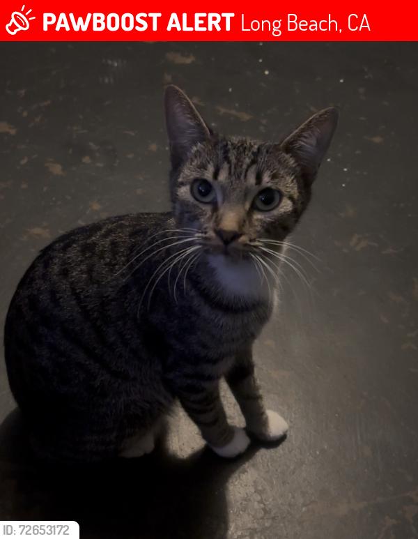 Lost Female Cat last seen daisy ave street, Long Beach, CA 90806