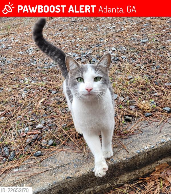 Lost Male Cat last seen Off of Pleasantdale Rd, Atlanta, GA 30340