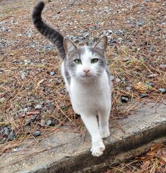Lost Male Cat last seen Off of Pleasantdale Rd, Atlanta, GA 30340