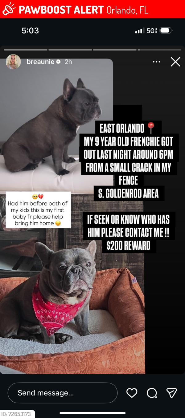 Lost Male Dog last seen S goldenrod rd , Orlando, FL 32829