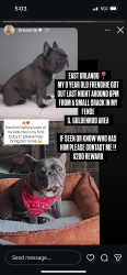 Lost Male Dog last seen S goldenrod rd , Orlando, FL 32829