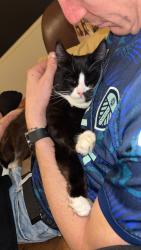 Lost Female Cat last seen Moorthorpe train station, South Elmsall, England WF9 2AP