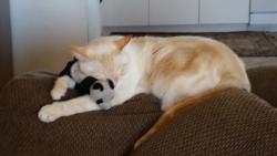 Lost Male Cat last seen Winter Garden, Lakeside, CA 92040