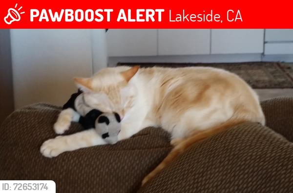 Lost Male Cat last seen Winter Garden, Lakeside, CA 92040