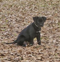 Lost Female Dog last seen FM 1943 E, County Rd 4800, TX 77664