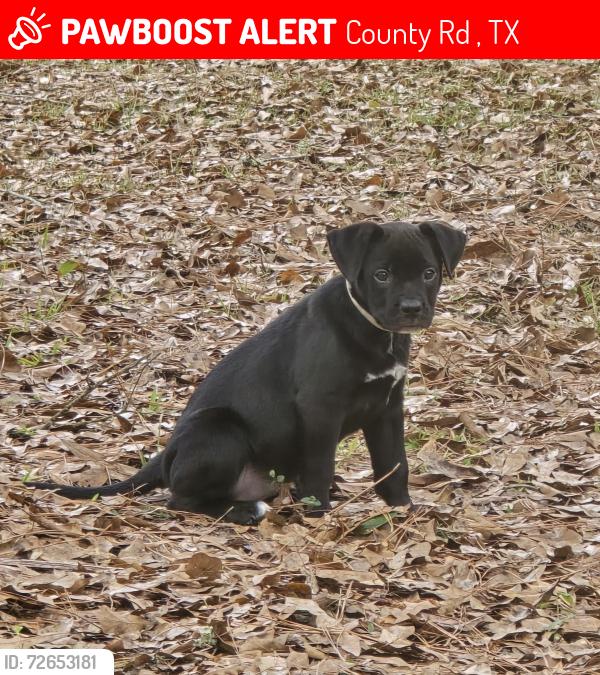 Lost Female Dog last seen FM 1943 E, County Rd 4800, TX 77664