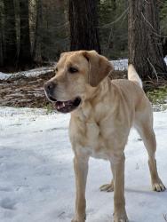 Lost Male Dog last seen Tracy drive. Santa Clara , Santa Clara, CA 95051
