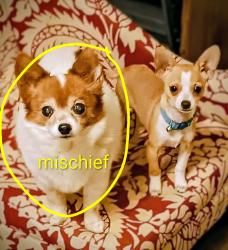 Lost Female Dog last seen Walnutcreek area, Kingston, OH 45644