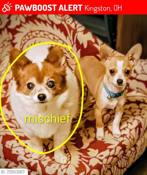 Lost Female Dog last seen Walnutcreek area, Kingston, OH 45644