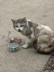 Found/Stray Unknown Cat last seen Abrahm st, Arlington, TX 76010