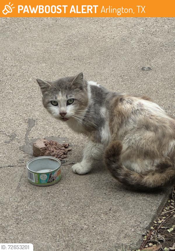 Found/Stray Unknown Cat last seen Abrahm st, Arlington, TX 76010