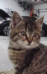 Found/Stray Unknown Cat last seen Grant and NE 17th St., Ankeny, IA 50021