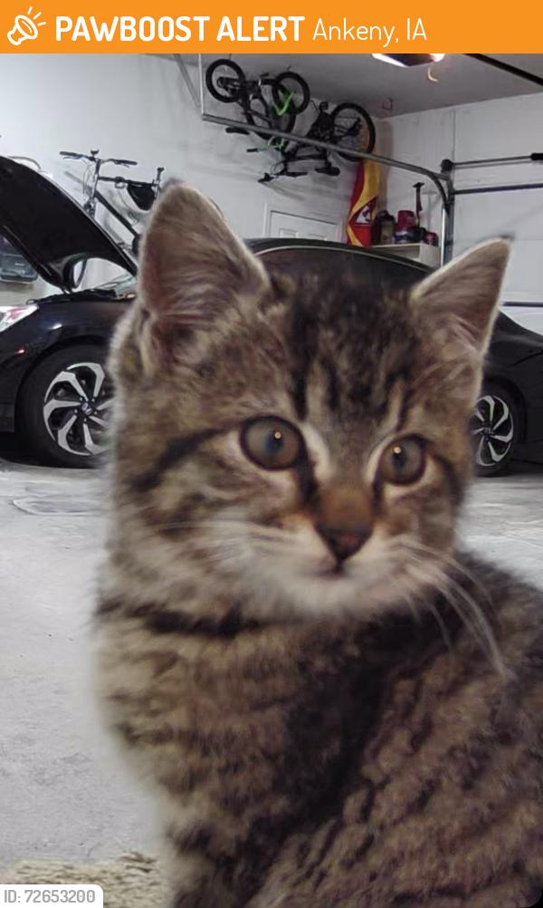 Found/Stray Unknown Cat last seen Grant and NE 17th St., Ankeny, IA 50021