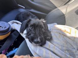 Lost Male Dog last seen Starbucks, Anderson, IN 46016