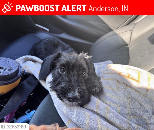Lost Male Dog last seen Starbucks, Anderson, IN 46016