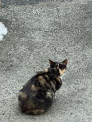 Lost Female Cat last seen Near toros ave, Waterbury, CT 06704