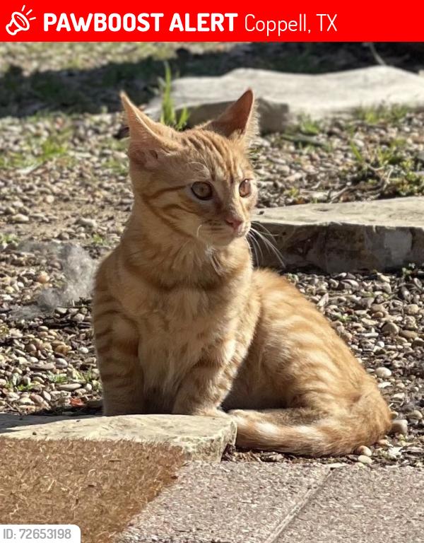 Lost Male Cat last seen Moore ave , Coppell, TX 75019