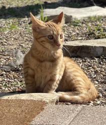 Lost Male Cat last seen Moore ave , Coppell, TX 75019