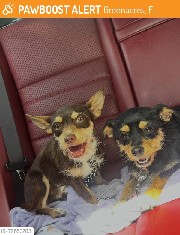 Found/Stray Male Dog last seen Jog Rd between Summit and Gun Club. Found at Faith Coast church , Greenacres, FL 33463