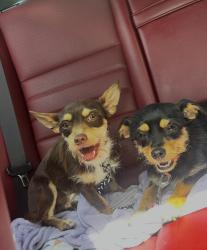 Found/Stray Male Dog last seen Jog Rd between Summit and Gun Club. Found at Faith Coast church , Greenacres, FL 33463