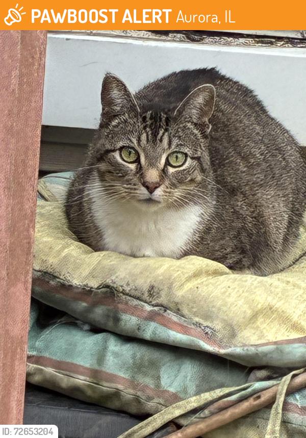 Found/Stray Unknown Cat last seen foxcroft drive indian trail, Aurora, IL 60506