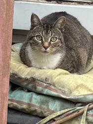 Found/Stray Unknown Cat last seen foxcroft drive indian trail, Aurora, IL 60506