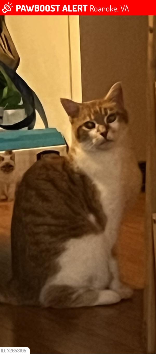 Lost Male Cat last seen Showalter rd nw Roanoke va 24017, Roanoke, VA 24017