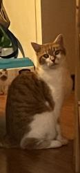 Lost Male Cat last seen Showalter rd nw Roanoke va 24017, Roanoke, VA 24017