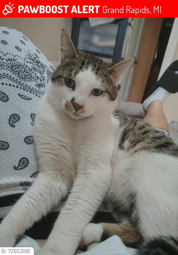 Lost Male Cat last seen Burton and Buchanan , Grand Rapids, MI 49507