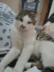 Lost Male Cat last seen Burton and Buchanan , Grand Rapids, MI 49507