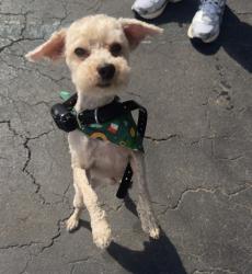 Lost Male Dog last seen Waterford lakes dr, Charlotte, NC 28210