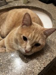 Lost Male Cat last seen Quincy and Buckley, Aurora, CO 80013