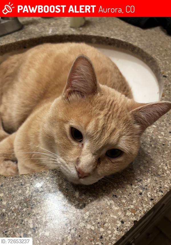 Lost Male Cat last seen Quincy and Buckley, Aurora, CO 80013