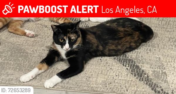 Lost Female Cat last seen White oak and sherman way, Los Angeles, CA 91335
