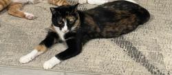 Lost Female Cat last seen White oak and sherman way, Los Angeles, CA 91335