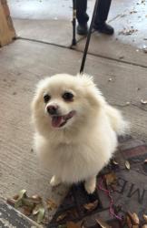 Found/Stray Female Dog last seen Mayfield, Arlington, TX 76014