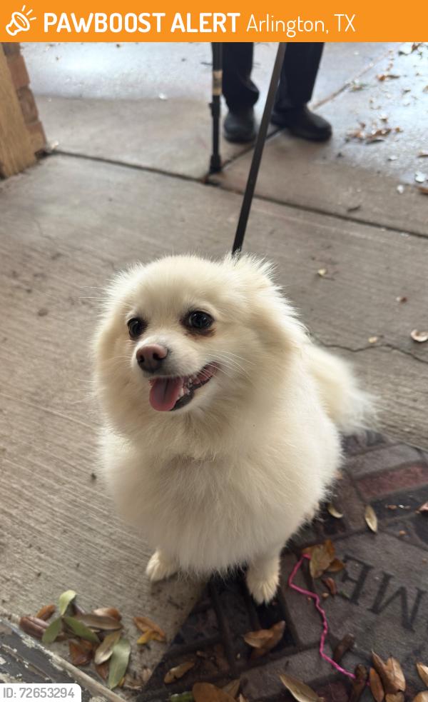 Found/Stray Female Dog last seen Mayfield, Arlington, TX 76014