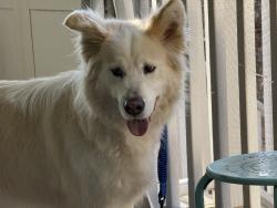 Found/Stray Male Dog last seen Paradise Court, Gaithersburg, MD 20877