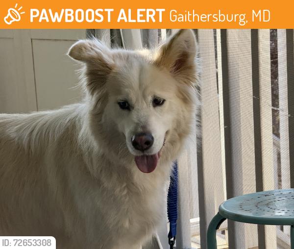 Found/Stray Male Dog last seen Paradise Court, Gaithersburg, MD 20877