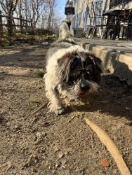 Found/Stray Male Dog last seen On Marshall Road Near Marshall Woods apmts, Upper Darby Township, PA 19082