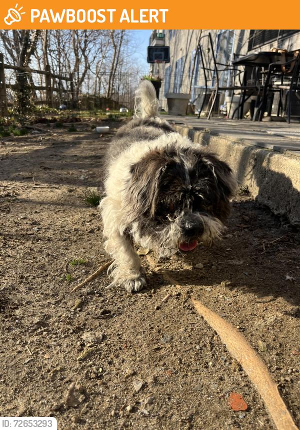 Found/Stray Male Dog last seen On Marshall Road Near Marshall Woods apmts, Upper Darby Township, PA 19082