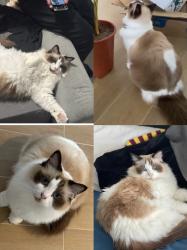 Lost Female Cat last seen Zetland, Zetland, NSW 2017