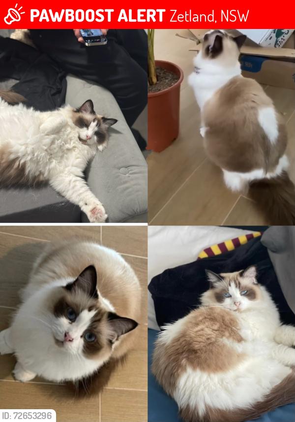 Lost Female Cat last seen Zetland, Zetland, NSW 2017