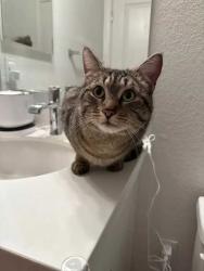 Found/Stray Male Cat last seen cottonwood & hearth, Pittsburg, CA 94565